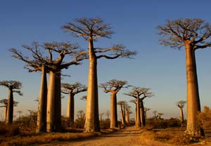 baobabs in Morondava